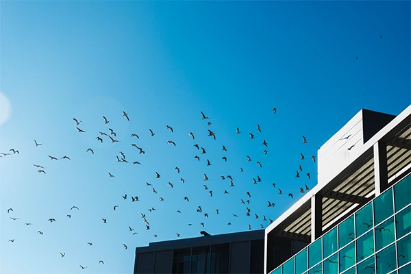 bird safety glass bird safety glass